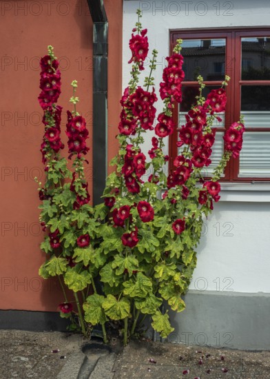 Hollyhocks (Alcea rosea) at a house facing the street in Ystad, Skåne County, Sweden, Scandinavia