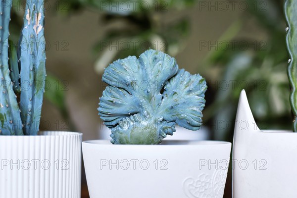 Close up of small shrubby 'Myrtillocactus Geometrizans f. Cristata' cactus with candelabra-like