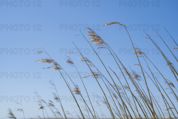 Reed grass in front of a blue sky, Sankt Peter Ording, Eiderstedt, North Frisia, North Sea,