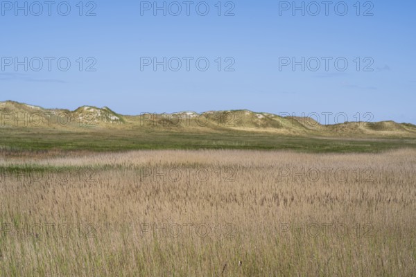 Dune landscape, grasses, Sankt Peter Ording, Eiderstedt, North Frisia, North Sea,