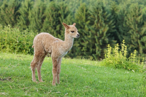 A newly born white alpaca (Vicugna pacos) stands in a green meadow on a sunny day. A green forest