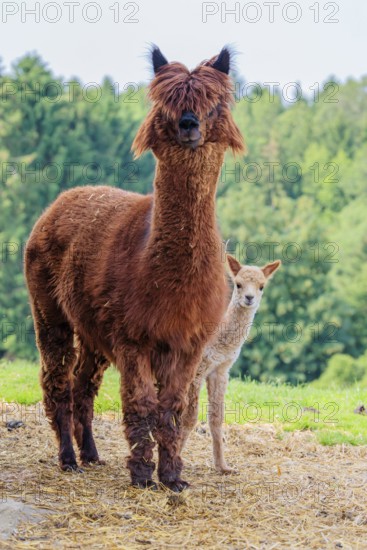 A freshly born white alpaca (Vicugna pacos) stands next to its brown mother on straw in hilly