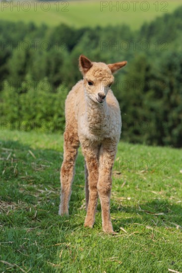 A newly born white alpaca (Vicugna pacos) stands in a green meadow on a sunny day. A green forest