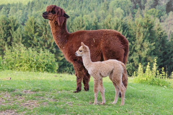 A freshly born white alpaca (Vicugna pacos) stands next to its brown mother on a green meadow on