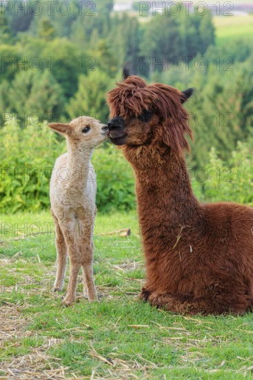 A freshly born white alpaca (Vicugna pacos) stands in front of its brown mother and sniffer on her
