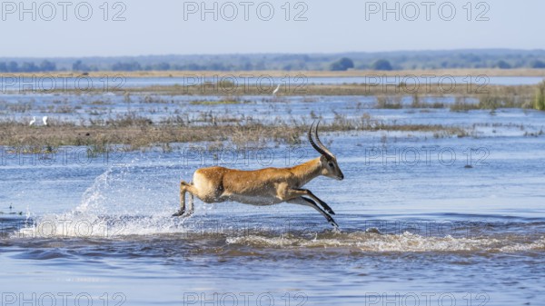 Lechwe (Kobus leche) male gracefully leaps through blue waters in Chobe National Park, Botswanas