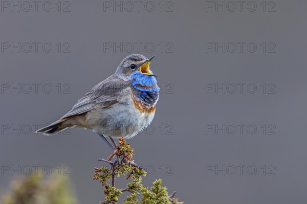 Red-spotted bluethroat (Luscinia svecica svecica) male singing from shrub on the tundra in spring,