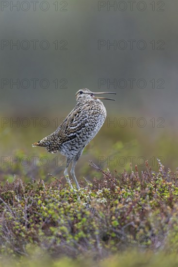 Great snipe (Gallinago media) male calling during courtship display at lek at dusk on tundra