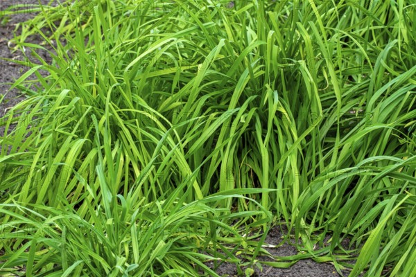Secale multicaule Waldstauden, forest perennial rye, forest perennial grain, ancient rye, St.