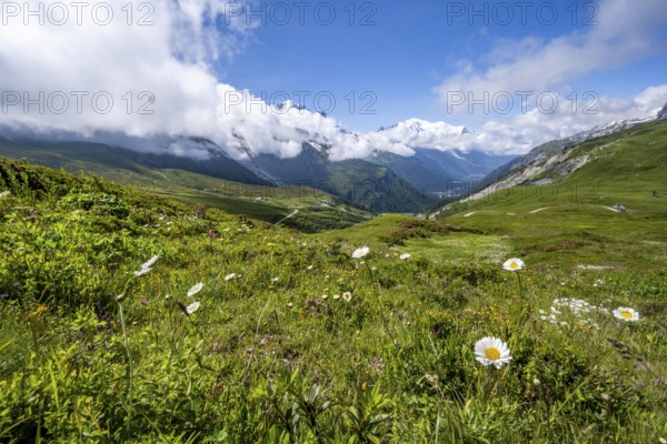 Flower meadow and mountain panorama with cloudy glaciated mountain peaks, view of Aiguille du Midi