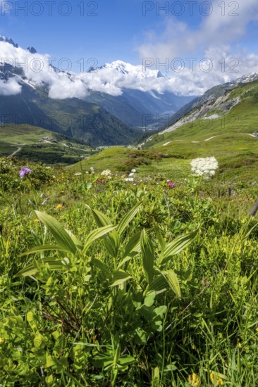 Flower meadow and mountain panorama with cloudy glaciated mountain peaks, view of Aiguille du Midi