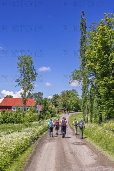 Group of hikers walking on a gravel road by a farm in the countryside a sunny summer day with a
