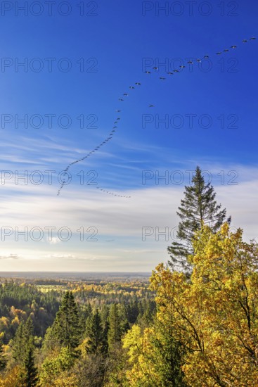 Scenics view at a forest landscape with autumn colours on the trees and a flock of geese flying in