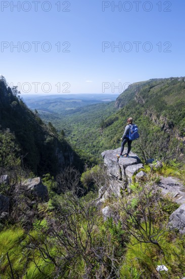 Young woman standing on a rocky outcrop, view over densely forested canyon, Pinnacle Rock, near