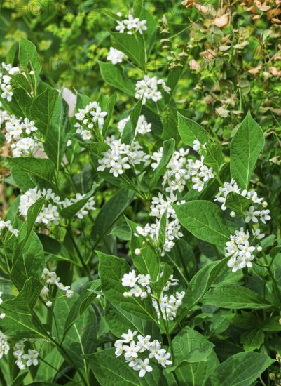 Chinese swallow-wort (Cynanchum ascyrifolium), Münsterland, North Rhine-Westphalia, Germany