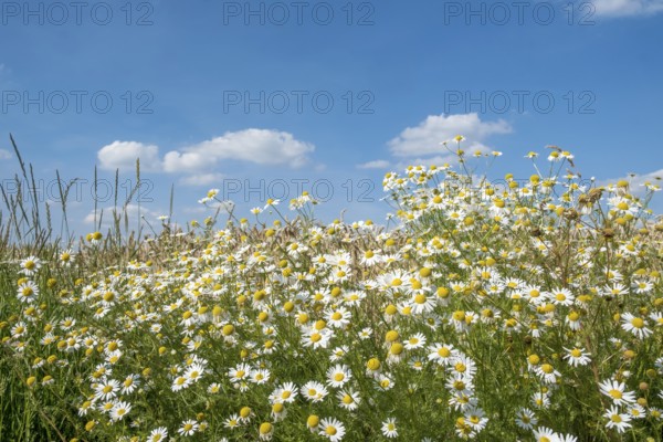 Chamomile in bloom against a blue sky with some clouds, Münsterland, North Rhine-Westphalia,