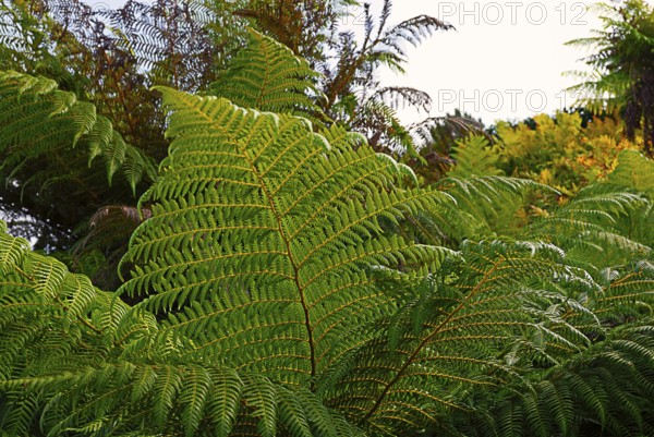 Ferns, Gardens South England, England, GB