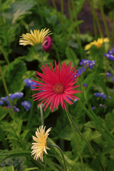 Gerbera