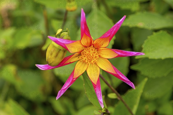 Dahlias (Dahlia), rarely also called Georgines, are a plant genus in the Asteraceae family. Many
