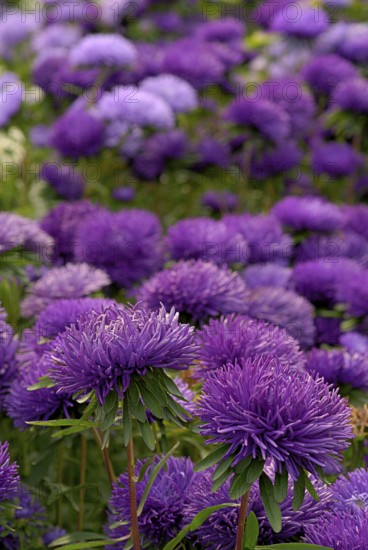 Garden Aster, English garden, South England, GB