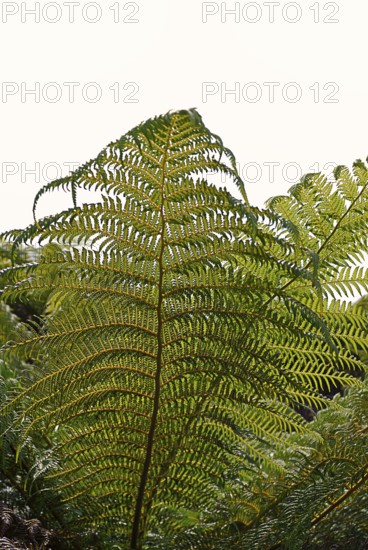Ferns, Gardens South England, England, GB