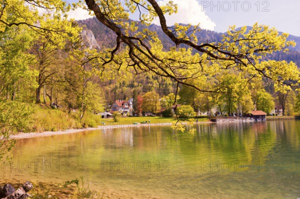 View of Lake Kochel, blossoming trees, municipality of Kochel am See, Alpine foothills, Upper