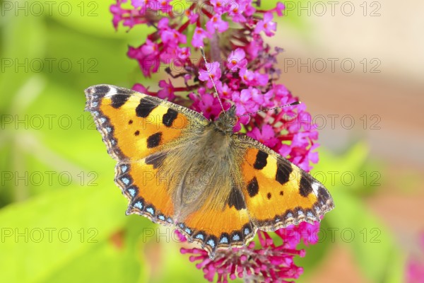 Small tortoiseshell (Aglais urticae) sucking nectar on summer lilac (Buddleja davidii), butterfly