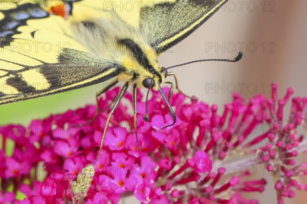 Swallowtail (Papilio machaon) sucking nectar on butterfly bush (Buddleja davidii), butterfly bush,