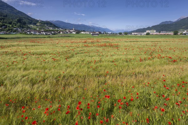 Cereal field with corn poppy (Papaver rhoeas), behind it the town of Schwaz, Schwazer Felder,