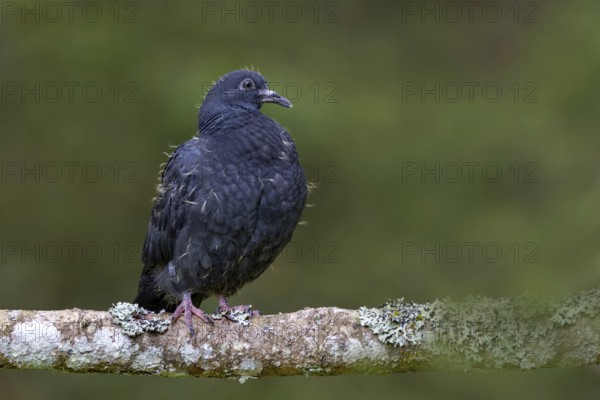 Wood pigeon (Columba palumbus), young bird in juvenile plumage, sitting on a branch, Pillberg,