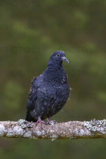 Wood pigeon (Columba palumbus), young bird in juvenile plumage, sitting on a branch, Pillberg,