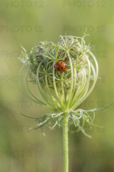 A vibrant ladybug sits cosily on a delicate flowering plant surrounded by lush green grass. This