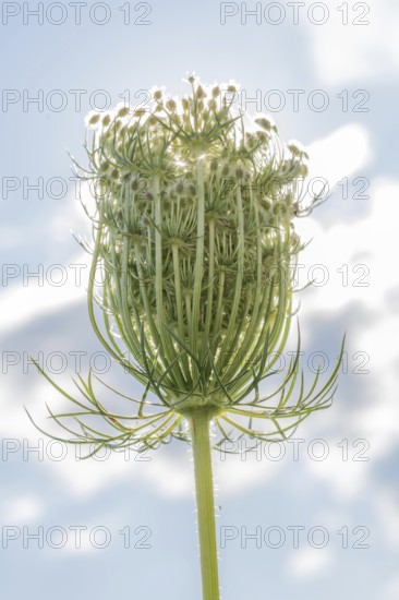 An eye-catching Queen Anne's lacecap grows tall, displaying its intricate structure and delicate