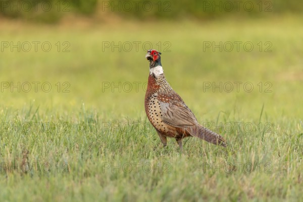 A colourful pheasant stands proudly in a lush green field as the golden light of dusk illuminates
