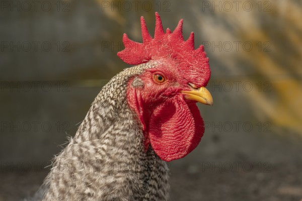A proud rooster stands prominently in a lively platypus swaying in the warm morning sun. Its