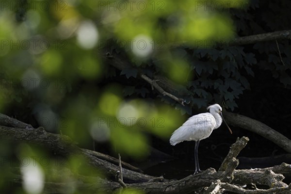 A spoonbill (Platalea leucorodia) resting on a tree trunk, light-coloured leaves as bokeh in the