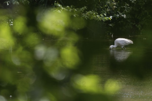 A spoonbill (Platalea leucorodia) foraging in the water, light-coloured leaves as bokeh in the