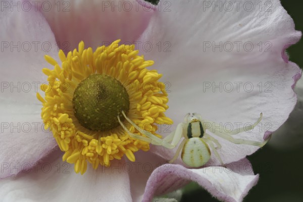 Macro photograph of a Goldenrod crab spider (Misumena vatia) on an autumn anemone (Anemone