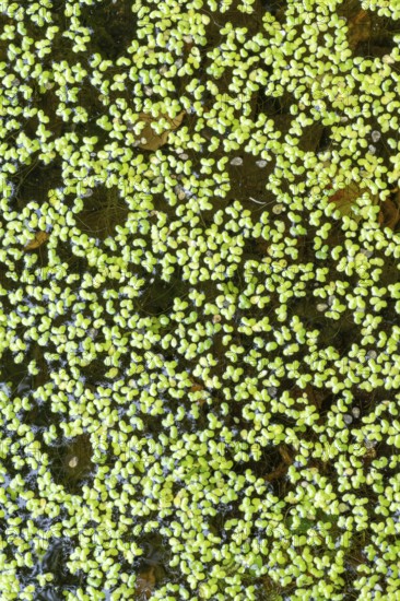 Common duckweed (Lemna minor), Filz wetland, Wörgl, Tyrol, Austria