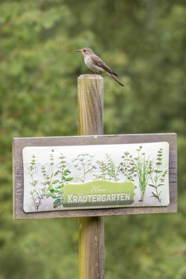 Grey flycatcher (Muscicapa striata), sitting on a board with the inscription Mein Kräutergarten),