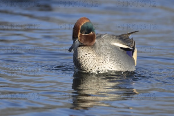 Common teal duck (Anas crecca) adult male bird on a lake, England, United Kingdom