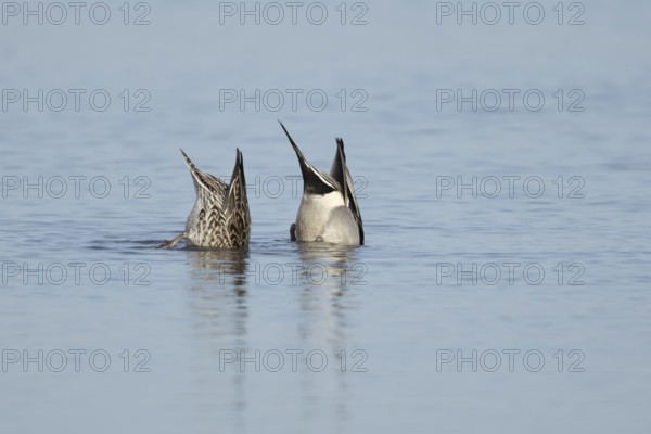 Northern pintail duck (Anas acuta) adult male and female birds feeding on a lake, England, United