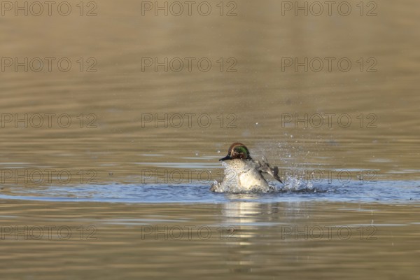 Common teal duck (Anas crecca) adult male bird bathing on a lake, England, United Kingdom
