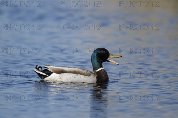Mallard duck (Anas platyrhynchos) adult male bird calling or quacking on a lake, England, United