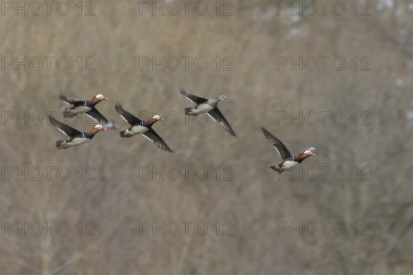 Mandarin duck (Aix galericulata) adult female and four male birds in flight, England, United