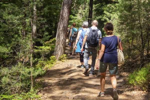 Group of hikers in the central Palatinate Forest