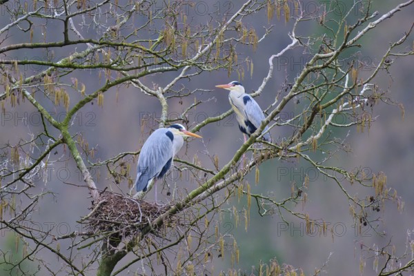 Grey heron (Ardea cinerea), two herons in a tree, one in the nest, the other on a branch,