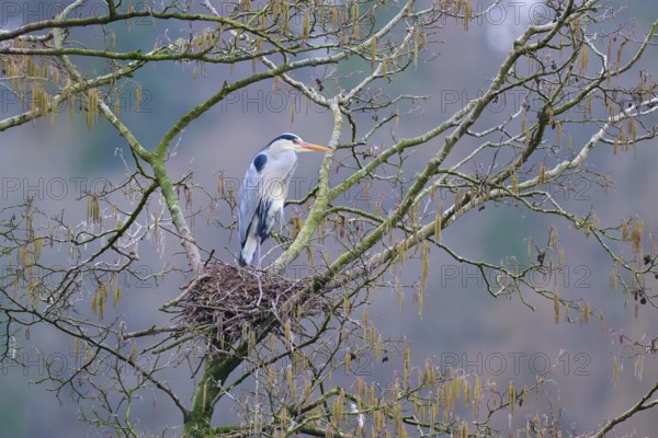 Grey heron (Ardea cinerea), sitting in a nest on a tree branch and gazing into the distance on a