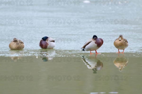 Mallard (Anas platyrhynchos), four ducks resting on a patch of ice, surrounded by reflecting water,