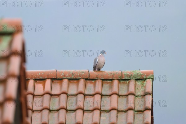 A wood pigeon (Columba palumbus), sitting on a moss-covered tiled roof under a grey sky,
